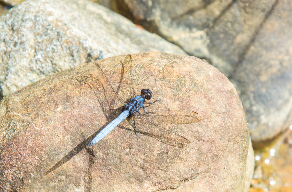 Libellen in Malaysia: Blaue Libelle, vermutlich Orthetrum glaucum, auf einem Stein im Sabah Tea Garden auf Borneo im April 2019 fotografiert. | FranDiscovers