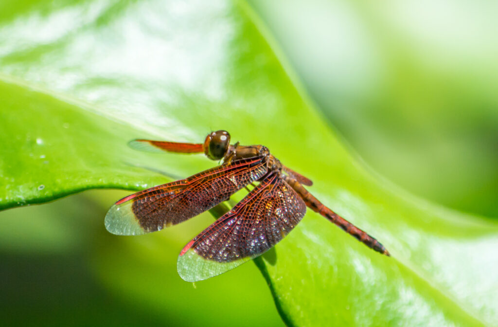 Libellen in Malaysia: Weinrote Libelle der Art Neurothemis fluctuans auf einem grünen Blatt im Schmetterlingspark in Kuala Lumpur im Januar 2016 fotografiert. | FranDiscovers
