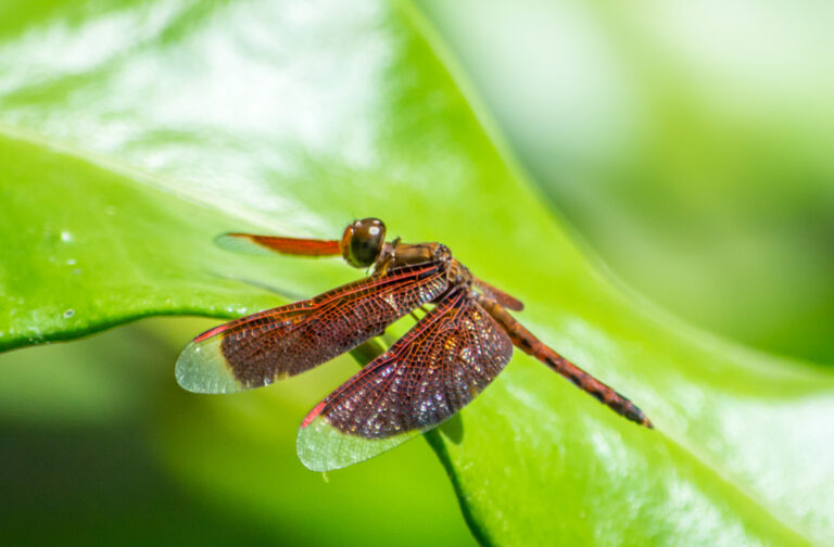 Libellen in Malaysia: Weinrote Libelle der Art Neurothemis fluctuans auf einem grünen Blatt im Schmetterlingspark in Kuala Lumpur im Januar 2016 fotografiert. | FranDiscovers