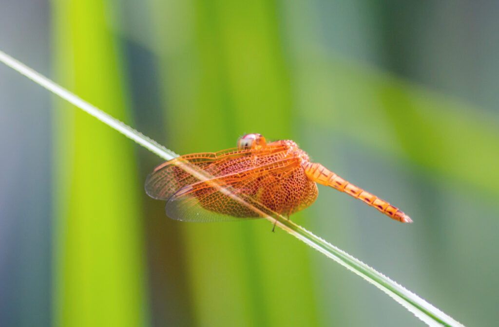 Libellen in Singapur: Orangefarbene Libelle der Art Brachythemis contaminata auf einem Grashalm in den Botanischen Gärten im Februar 2016 fotografiert. | FranDiscovers