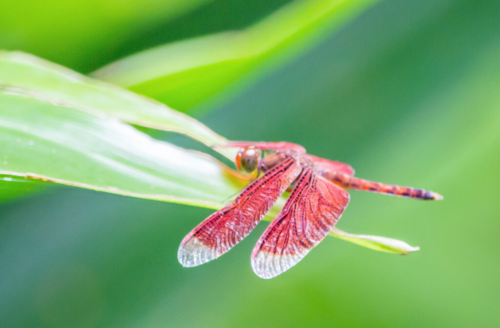 Libellen in Singapur: Rote Libelle der Art Neurothemis fluctuans auf einem grünen Blatt in den Botanischen Gärten im Februar 2016 fotografiert. | FranDiscovers