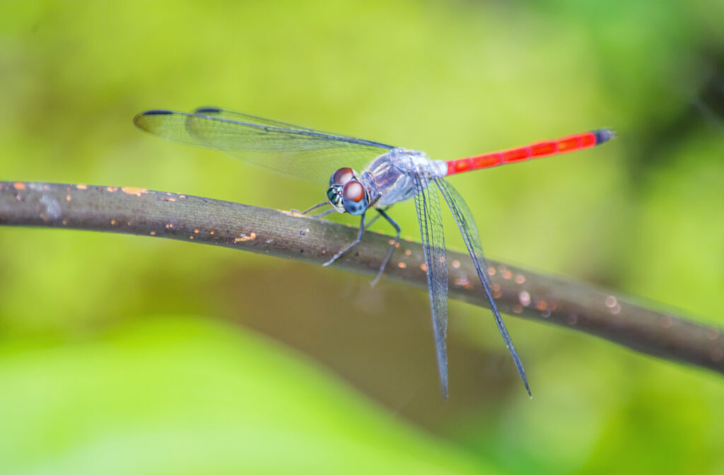 Libellen in Singapur: Blau-rote Libelle der Art Orthetrum testaceum auf einem Ast in den Botanischen Gärten im Februar 2016 fotografiert. | FranDiscovers