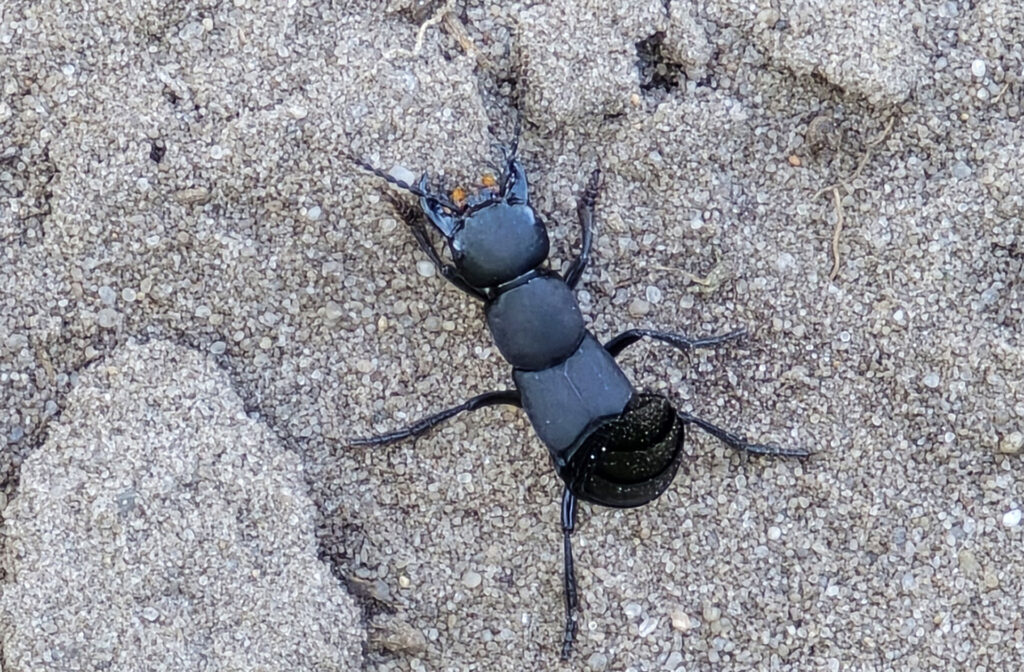 Schwarzer Moderkäfer in Deutschland: Schwarzer Moderkäfer der Art Ocypus olens auf einem Wanderweg in der Behringer Heide im September 2024 fotografiert. | FranDiscovers