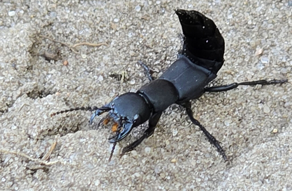 Schwarzer Moderkäfer in Deutschland: Schwarzer Moderkäfer der Art Ocypus olens auf einem Wanderweg in der Behringer Heide im September 2024 fotografiert. | FranDiscovers