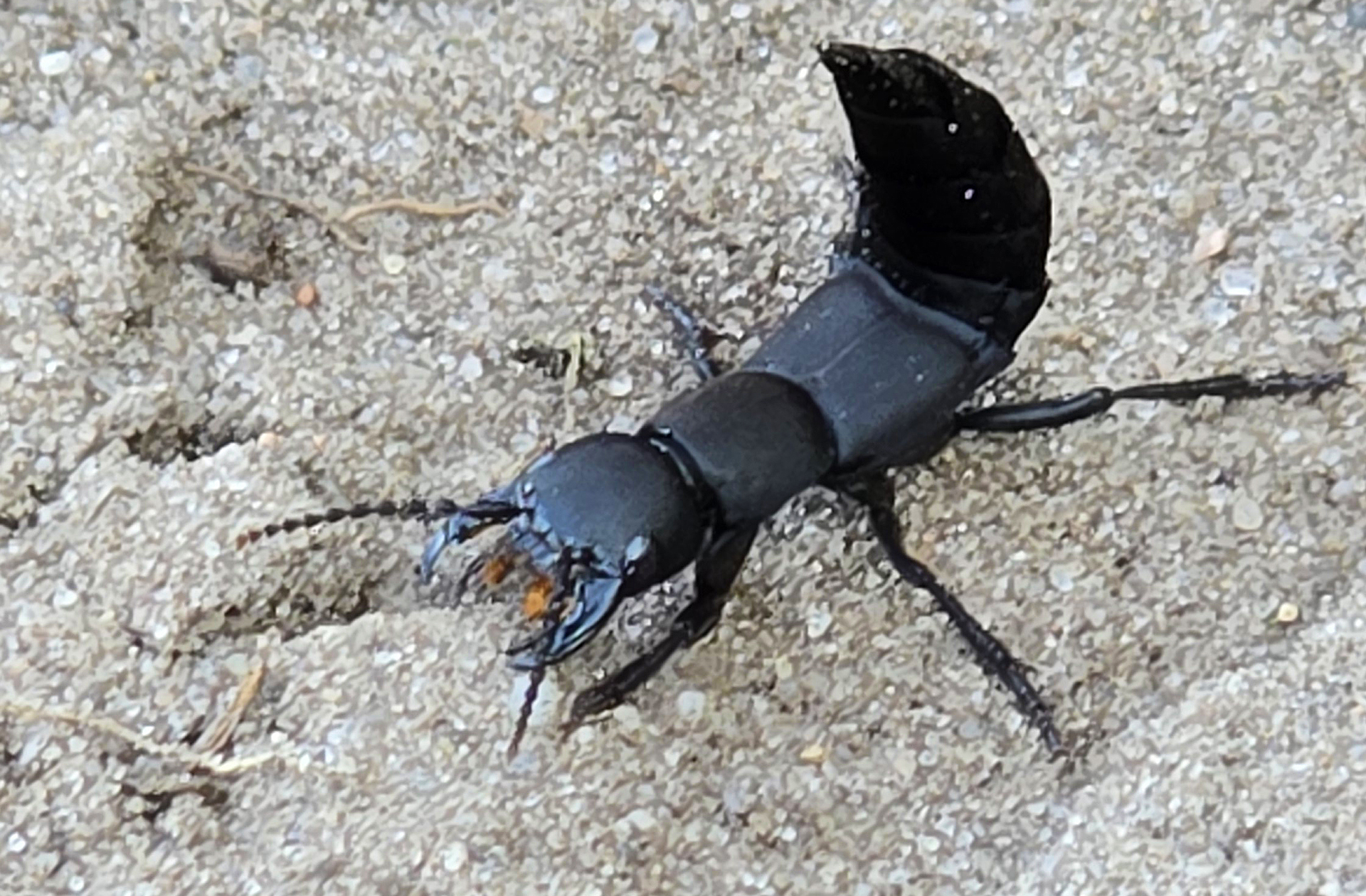 Schwarzer Moderkäfer: Käfer oder Mini-Skorpion?