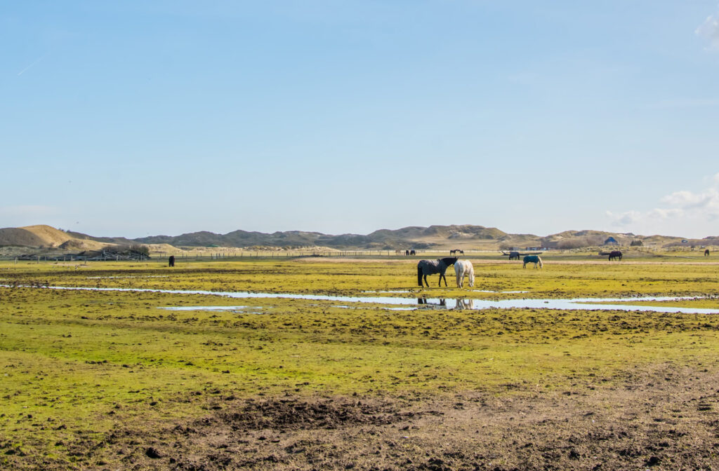 Pferde in Deutschland: Pferde auf einer weiten Weide auf Norderney in Niedersachsen im April 2022 fotografiert. | FranDiscovers