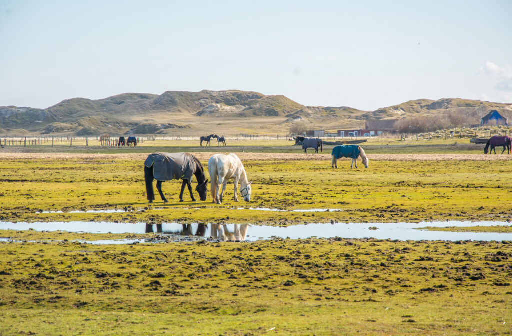 Pferde in Deutschland: Pferde auf einer weiten Weide auf Norderney in Niedersachsen im April 2022 fotografiert. | FranDiscovers