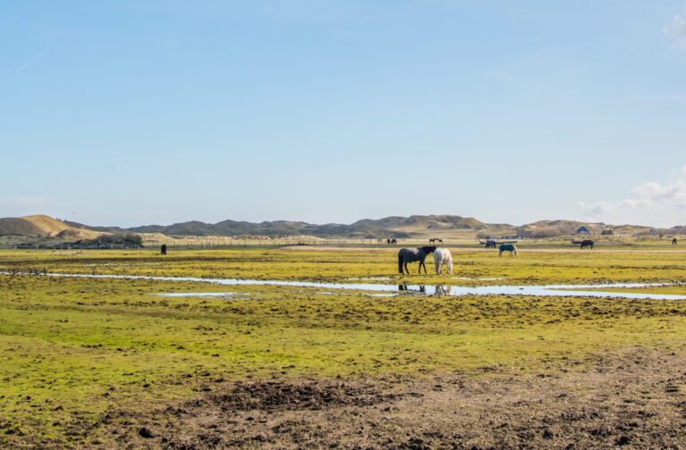 Pferde in Deutschland: Pferde auf einer weiten Weide auf Norderney in Niedersachsen im April 2022 fotografiert. | FranDiscovers