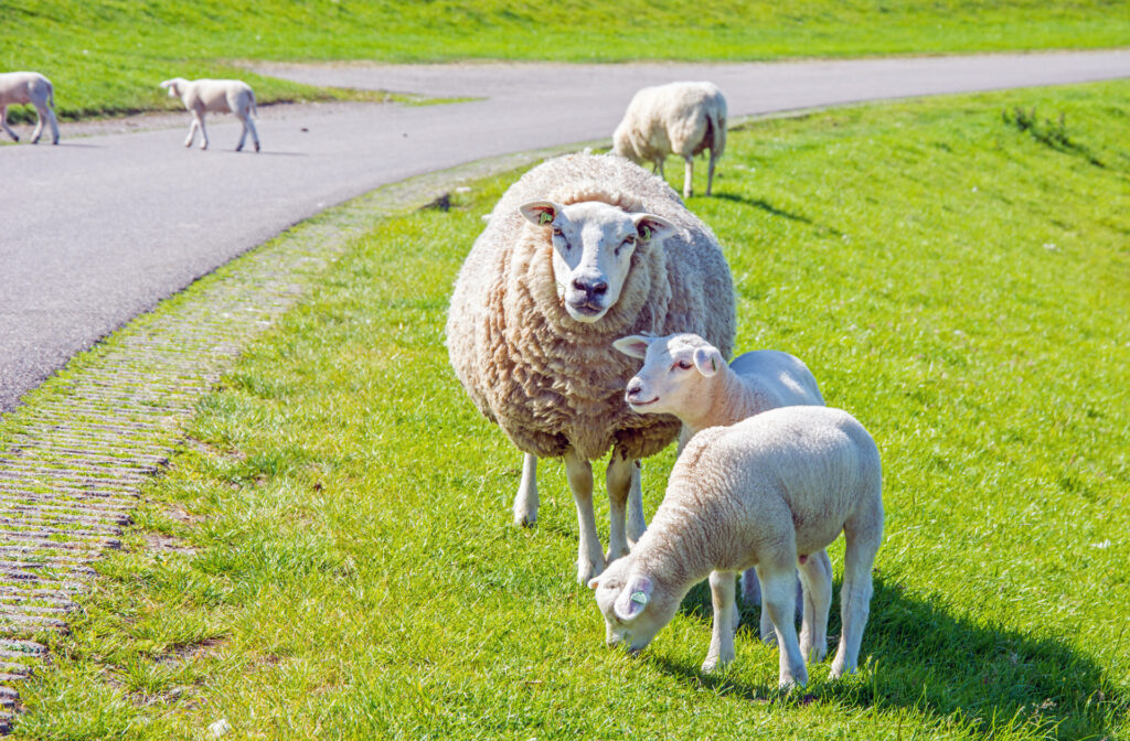 Schafe in den Niederlanden: Schaf mit zwei Lämmern auf einem Deich in den Niederlanden im Juni 2017 fotografiert. | FranDiscovers