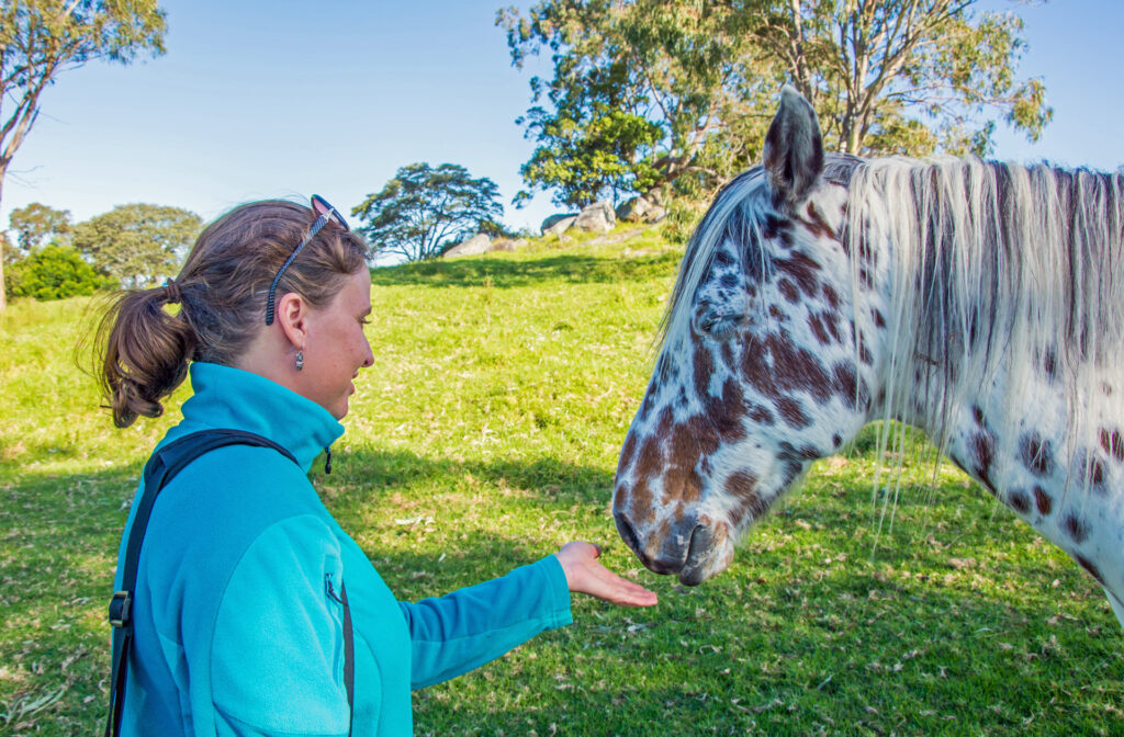 Pferde in Australien: Pferd und Fran auf einer grünen Weide in Tilly, New South Wales (NSW) im Juni 2016 fotografiert. | FranDiscovers