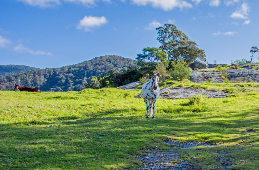 Pferde in Australien: Pferd auf einer grünen Weide in Tilly, New South Wales (NSW) im Juni 2016 fotografiert. | FranDiscovers